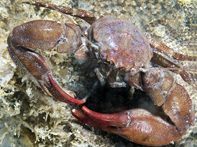 Glad porseleinkrabbetje. Foto M. Haarsma